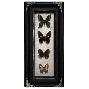 Image of 4 Butterfly Set