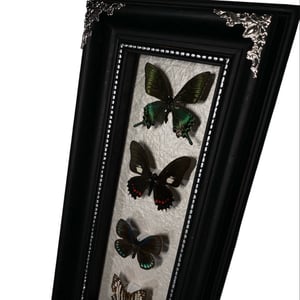 Image of 4 Butterfly Set