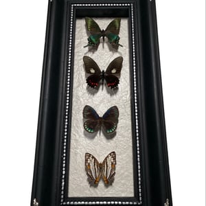 Image of 4 Butterfly Set