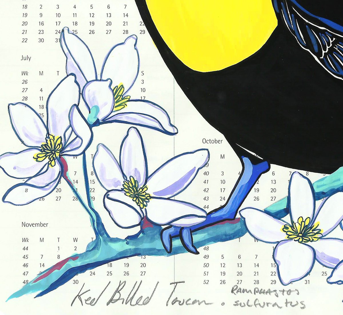 Image of Keel Billed Toucan and Clematis