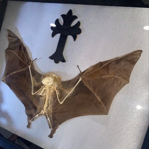 Image of Holy Half Bat Skeleton