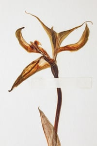 Image of Butterflies of a brief summer