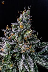 Image 3 of Toxy Roxy 