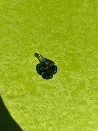 dark green clover
