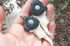 Hare bone and amazonite earrings Image 4