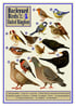 Backyard Birds of the UK A4 Print Image 2