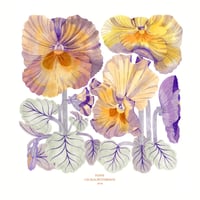 PANSY POSTER