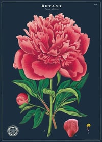 Cavallini & Co. Botany Study Poster, Archival Paper, Matte