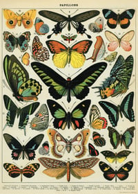 Cavallini & Co. Butterflies Poster, Archival Paper, Matte