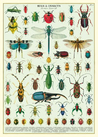 Cavallini & Co. Bugs & Insects Poster, Archival Paper, Matte