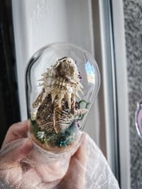 Image 12 of Rare Regal Horned Lizard