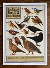 Backyard Birds of the UK A4 Print