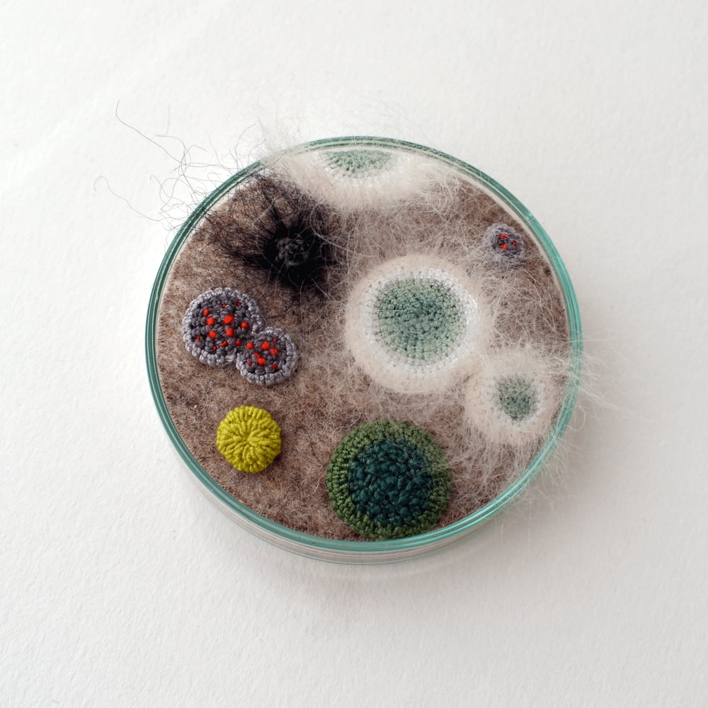 Image of Sample sale - 8cm Petri dish