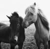 Icelandic Horses