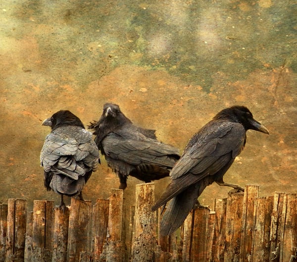 Image of Three Black Birds (note card)