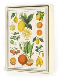 Image 1 of Cavallini & Co. Jardin Boxed Note Cards, Assorted