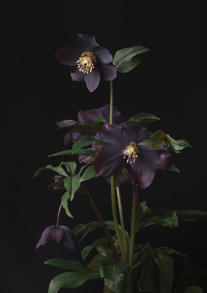 Image of Black Beauty
