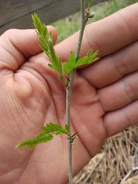 Honey Locust/ 10 seeds