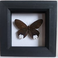 Framed - White Patched Satyr Butterfly