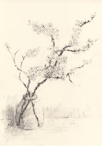 Vase of blackthorn blossom no. 3