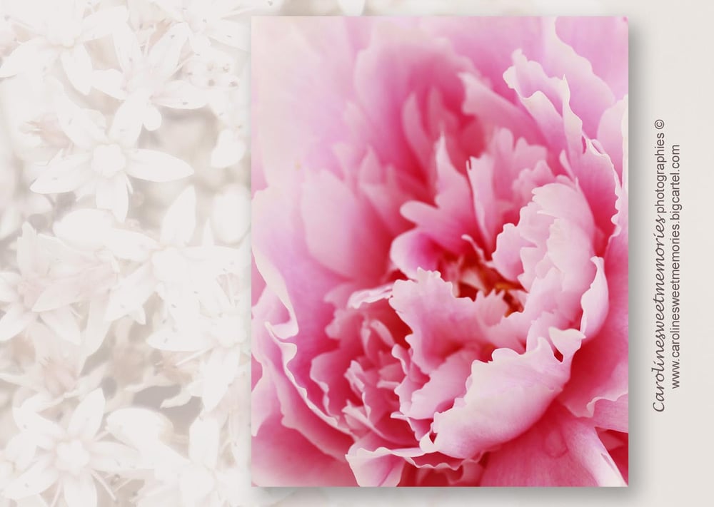 Image of Pivoine rose  | carte postale