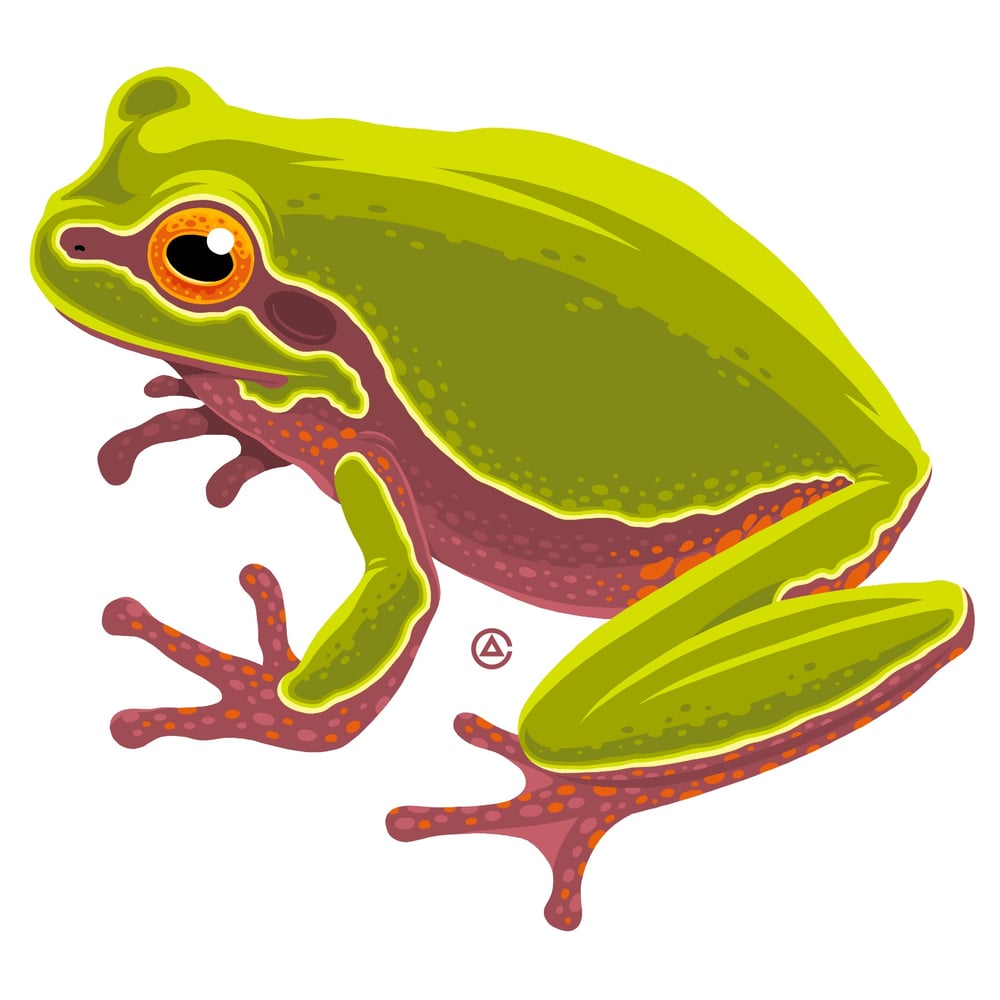 Image of Pine Barrens Treefrog: 4" Sticker