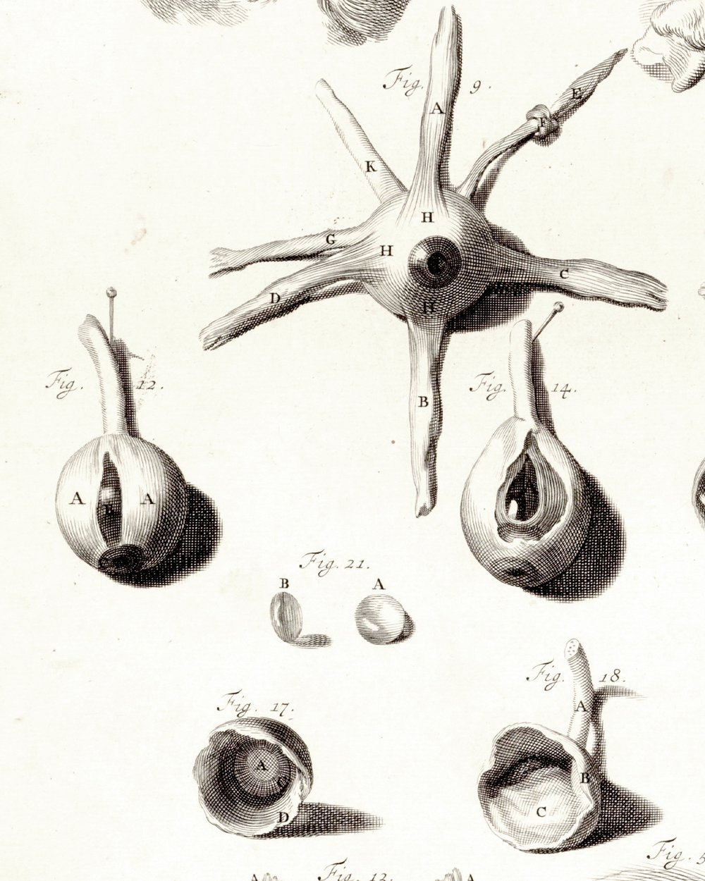 ''Anatomical study of the eye'' (1685)