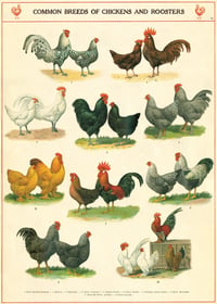 Cavallini & Co. Chicken & Roosters Poster, Archival Paper, Matte