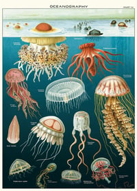 Cavallini & Co. Jellyfish Poster, Archival Paper, Matte