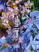 Image of Butterfly Maid 