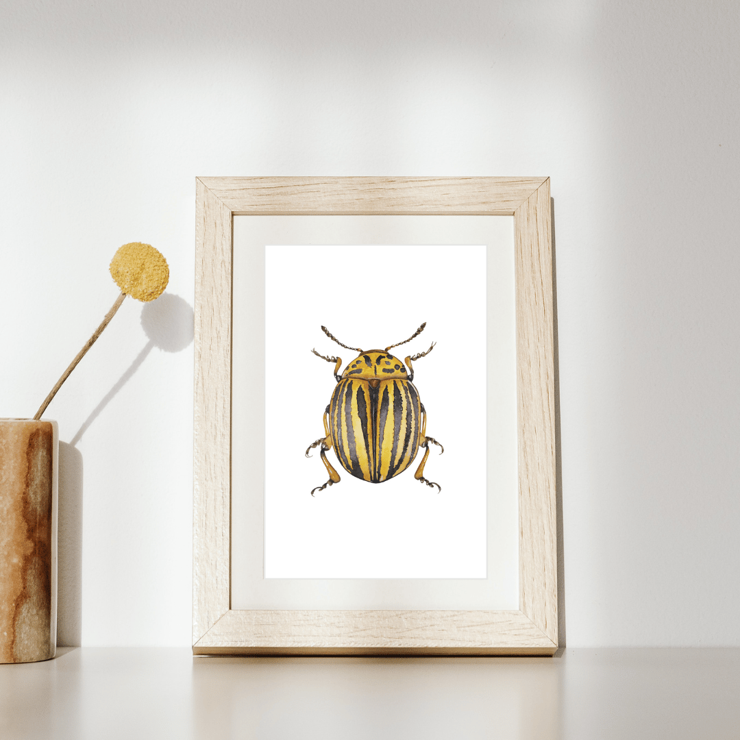 Image of Leptinotarsa decemlineata Beetle Watercolor Illustration PRINT 