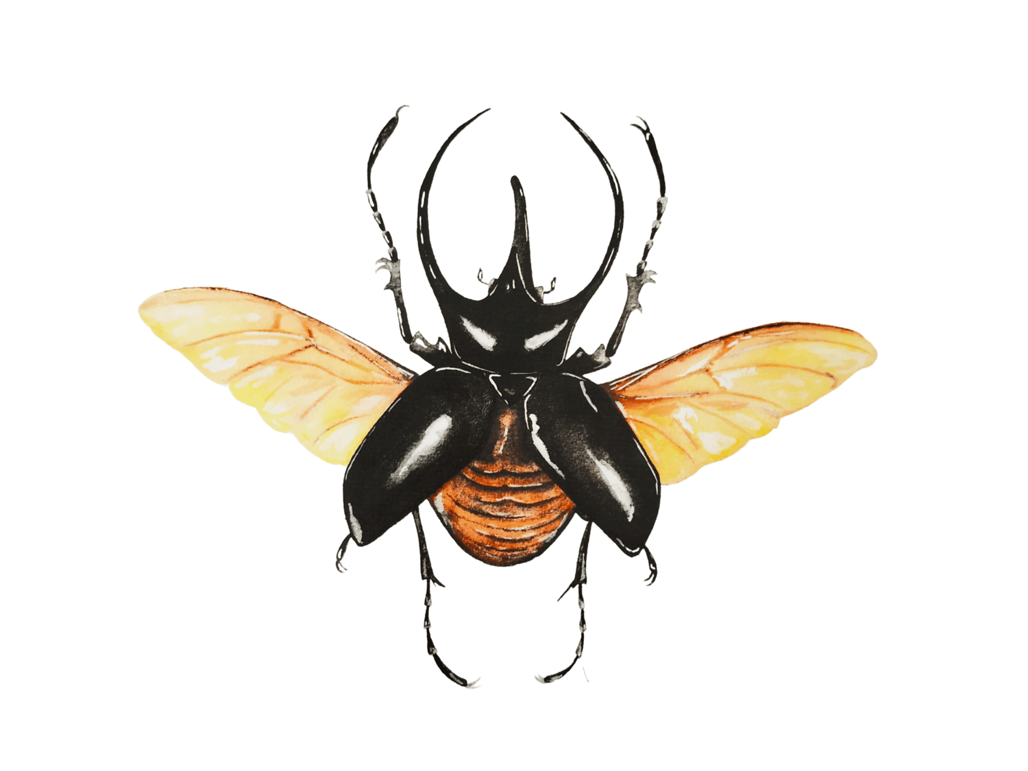 Image of Atlas Beetle Watercolor Illustration PRINT 