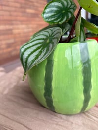 Image 4 of Watermelon Peperomia in Watermelon Pot