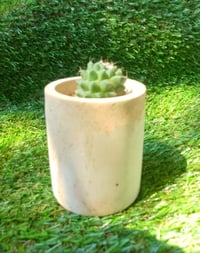 Image 2 of Organic Mammillaria Cylinder Large 
