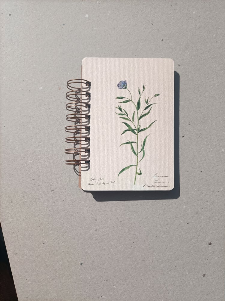 Image of MINI _ Linacea de Helen Sharp