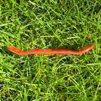 Image 4 of 34mm Street(King Mold) "Cobra Cup" Real Wear Graphic