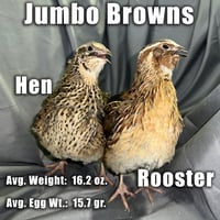 Jumbo Brown Coturnix Quail Hatching Eggs