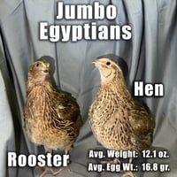 Jumbo Egyptian Coturnix Quail Hatching Eggs