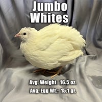 Jumbo White Coturnix Quail Hatching Eggs