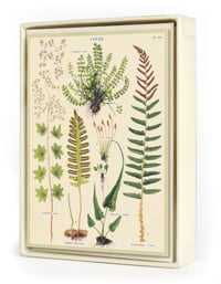 Image 1 of Cavallini & Co. Ferns Boxed Notecards, Assorted