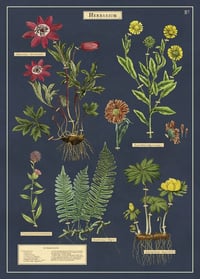 Cavallini & Co. Herbarium Poster, Archival Paper, Matte