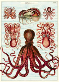 Cavallini & Co. Octopods Poster, Archival Paper, Matte