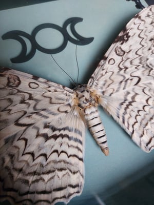White Witch Moth