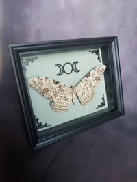 Image 1 of White Witch Moth