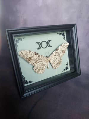 White Witch Moth