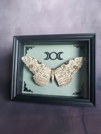 Image 2 of White Witch Moth