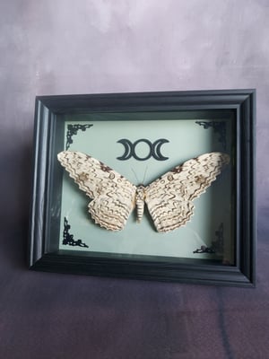 White Witch Moth