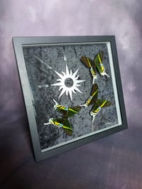 Image 1 of Green Banded Urania Moth