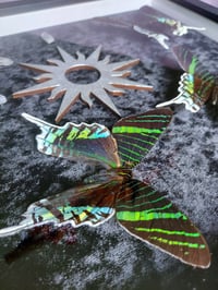 Image 2 of Green Banded Urania Moth