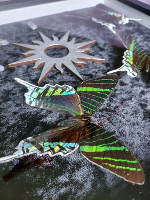 Green Banded Urania Moth